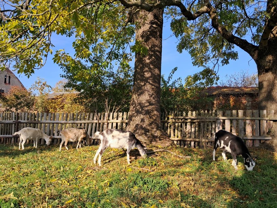 Kozie mleko I sery dostawa do Poznania we wtorki