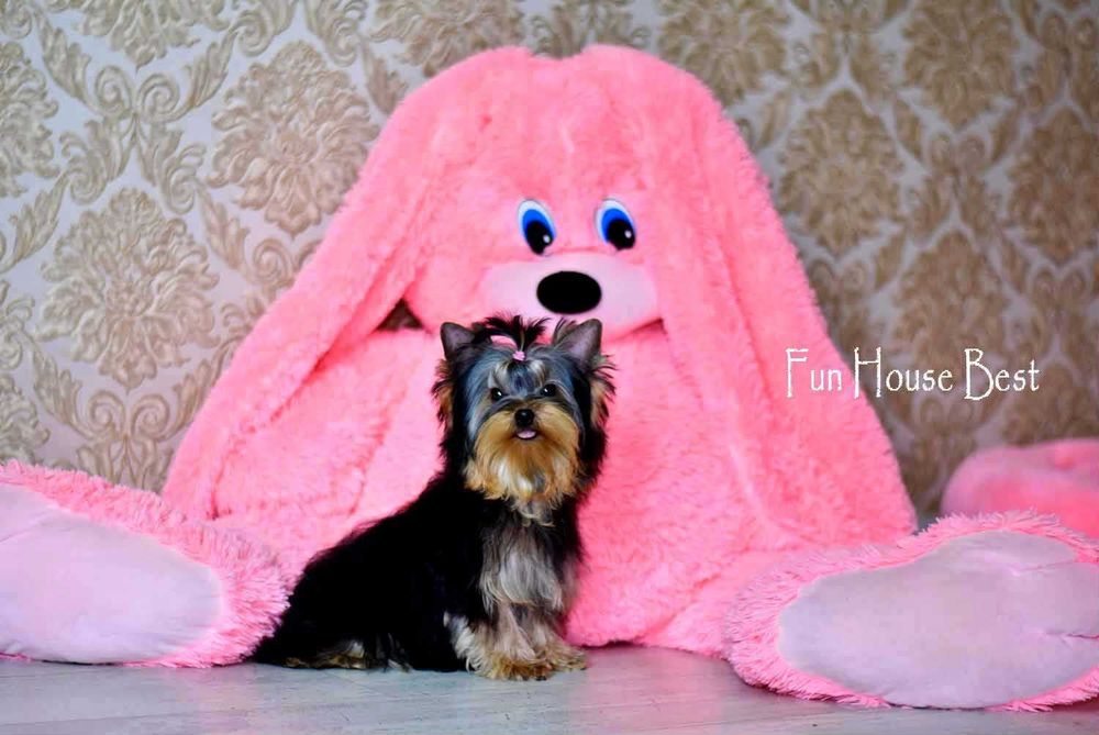 Мини эксклюзивчик - шикарная девочка йорк с очень густой шерстью!