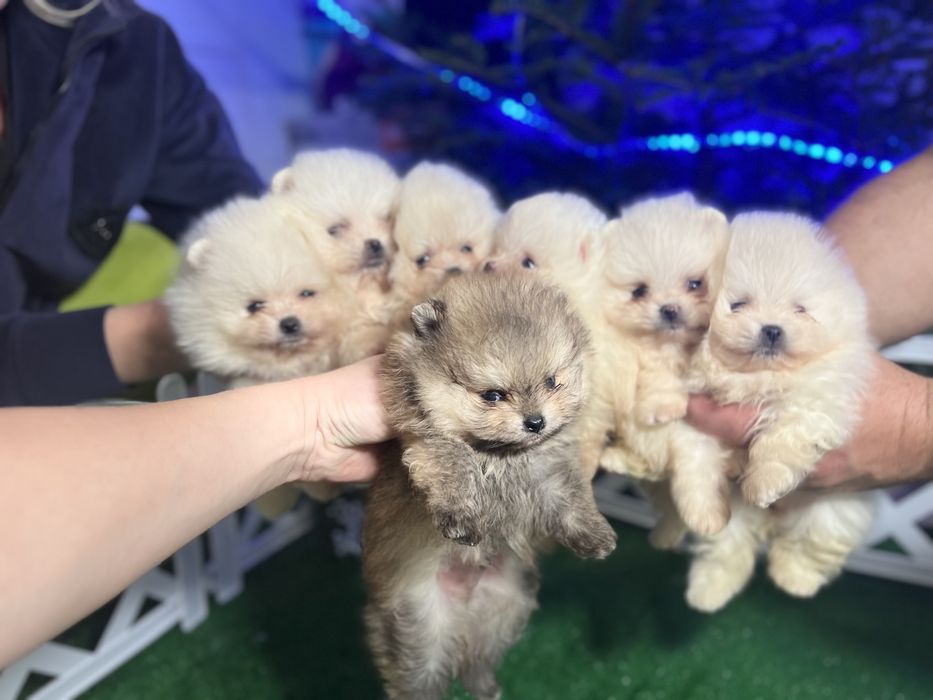 Померанці Шоу класса