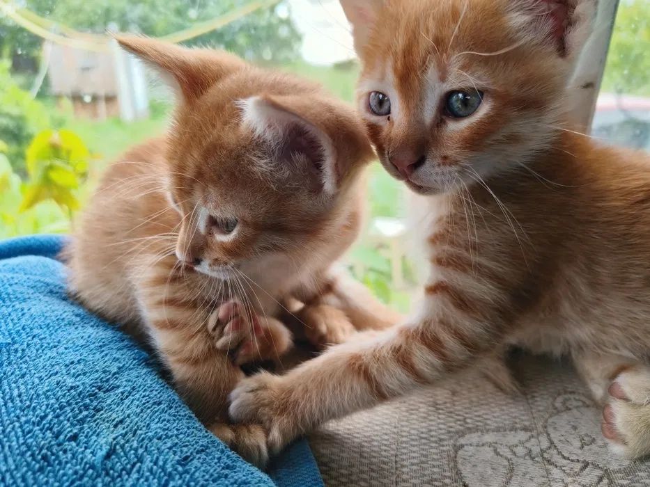 Кошенята хлопчики безкоштовно