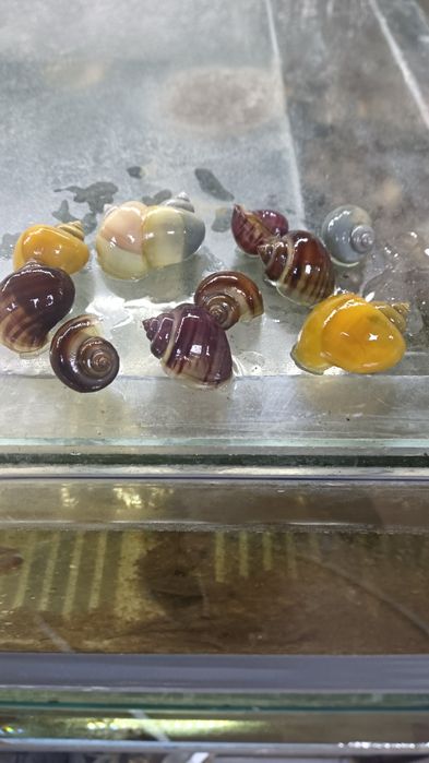 Ампулярії різних розмірів