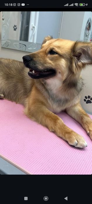 Отдам даром в добрые руки собачку метис небольшой породы