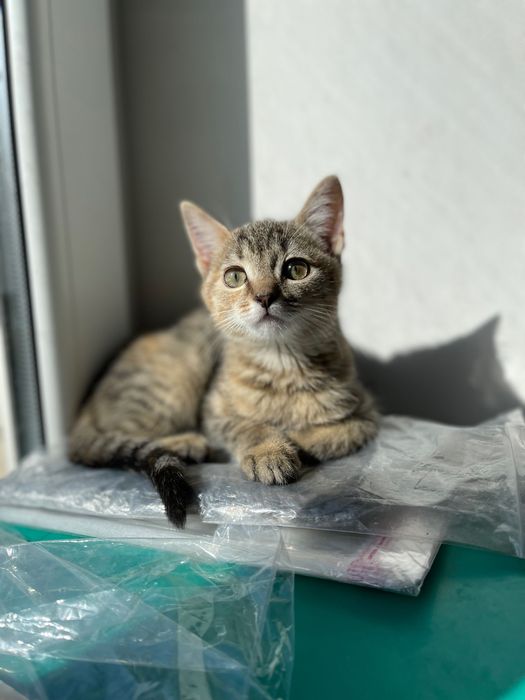 Котята котики отдам котенок девочка