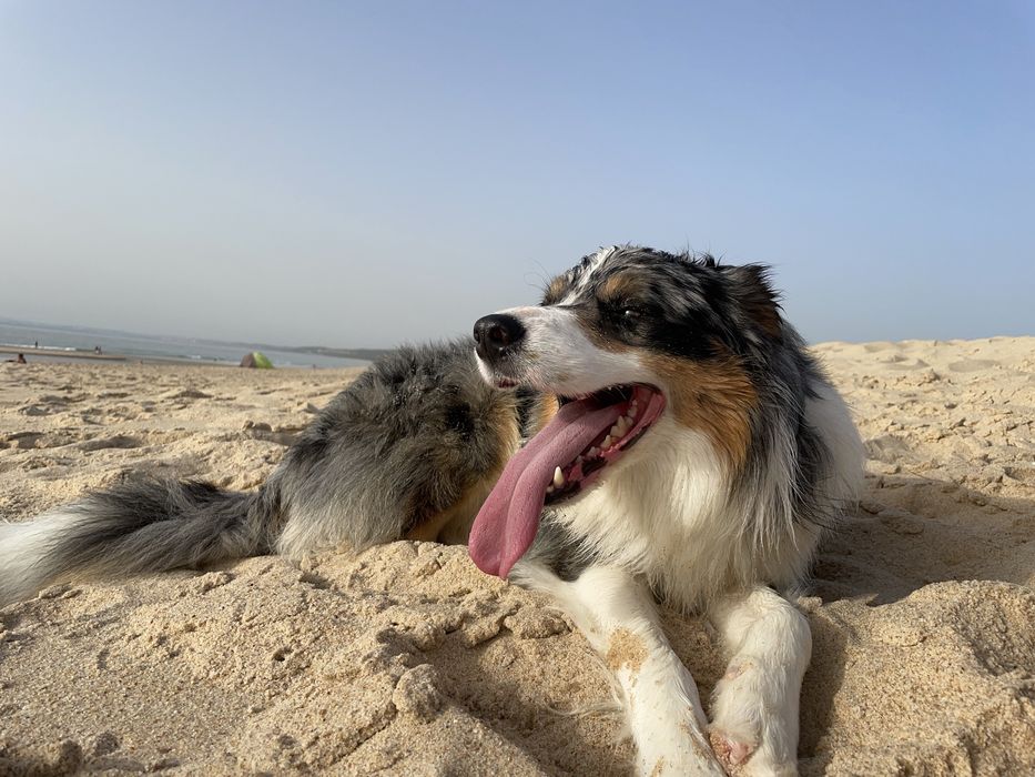 Border Collie  Blue Merle Tricolar( Macho ) (acasalamento )