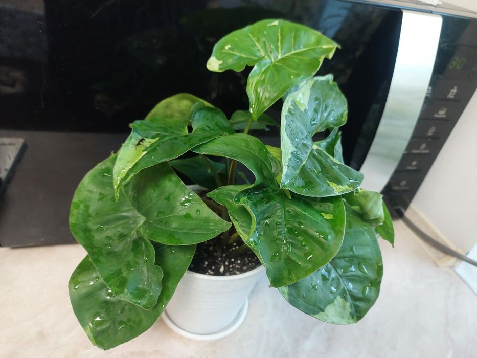 Сингоніум Панда домашній