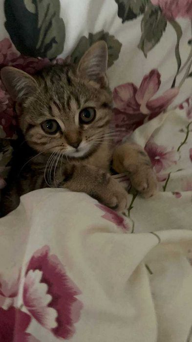 Британські кошенята