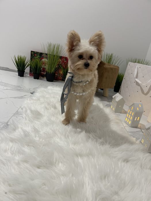 Помапу — Доставка по Україні та Європі  з любовю