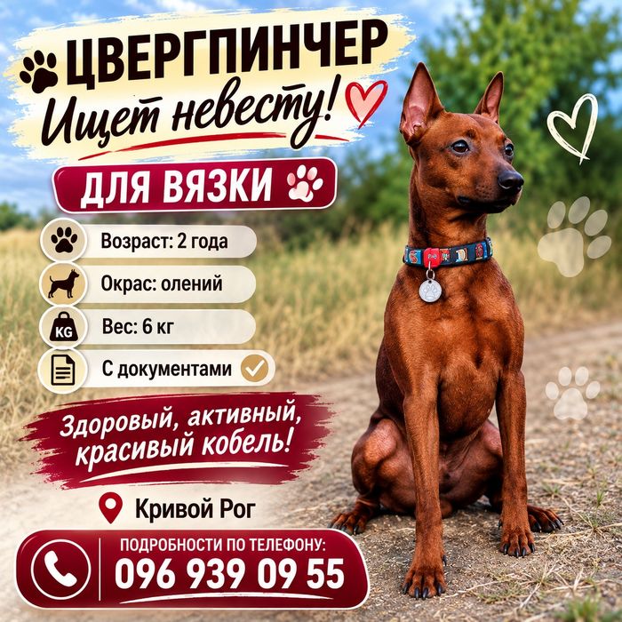 Вязка собак Цвергпинчер