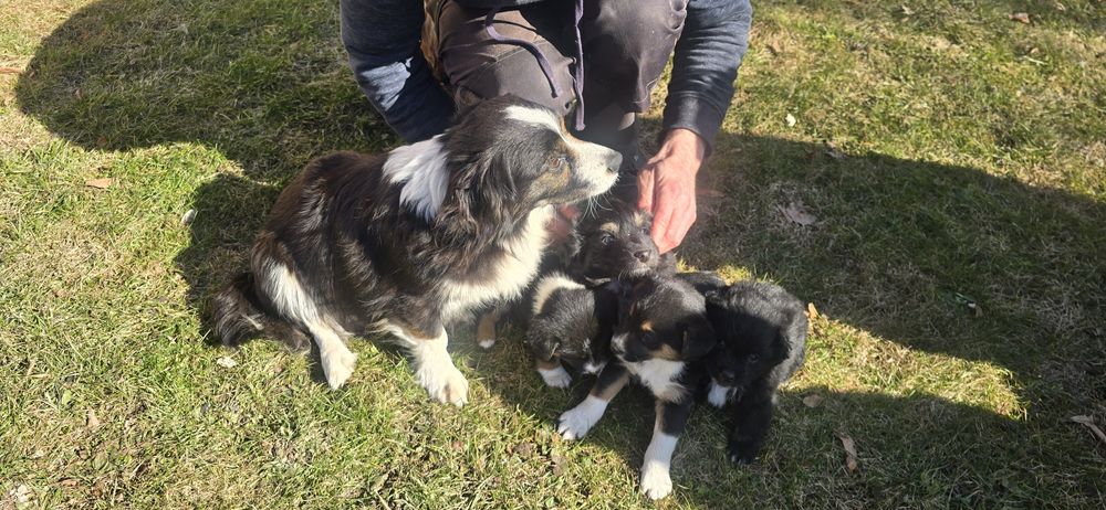 Oddam pieski w dobre ręce.