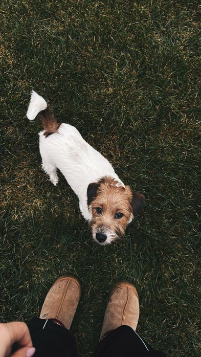 Вʼязка джек-рассела-терʼєра