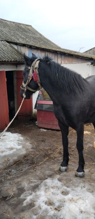 Продам кобилу..3років