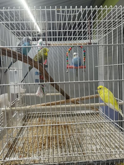 Criação Periquitos