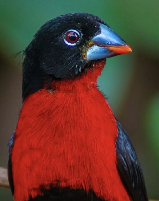 Bico azul do peito escarlate Spermophaga haematina