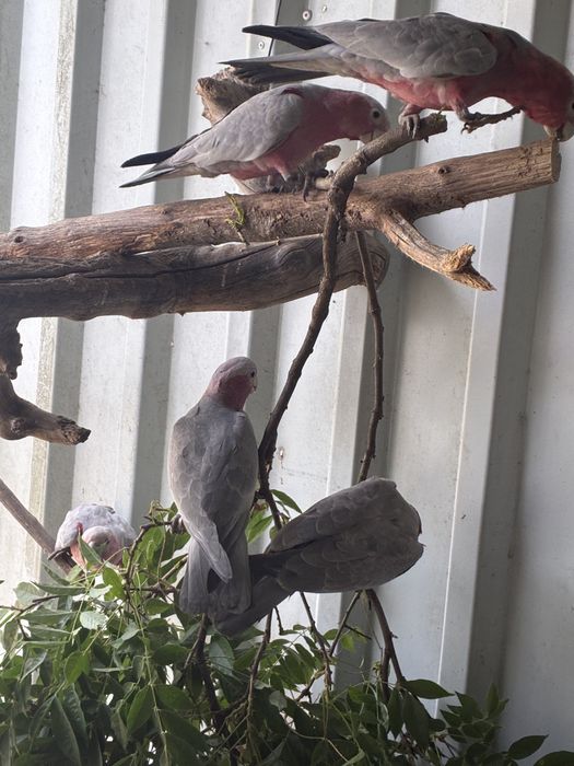 Catatuas Galah Casal 2026