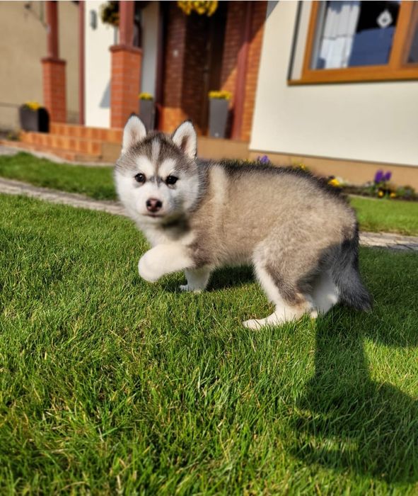 Siberian Husky piesk