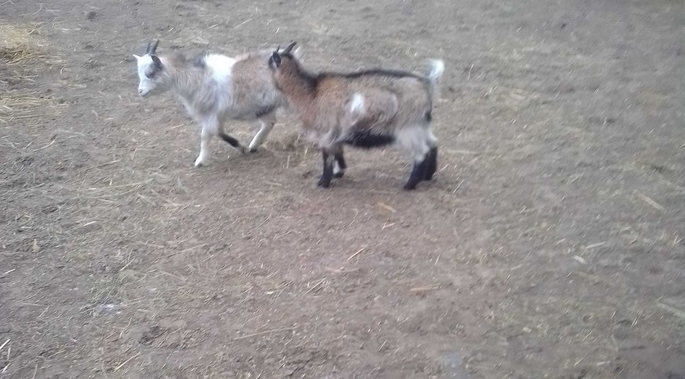 Kozy miniaturki sprzedam