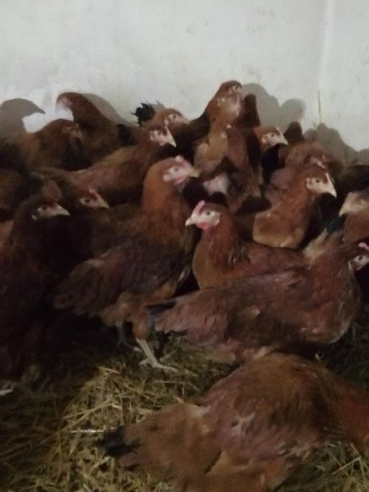 Sprzedam kury nioski rossy młode 19 tygodni