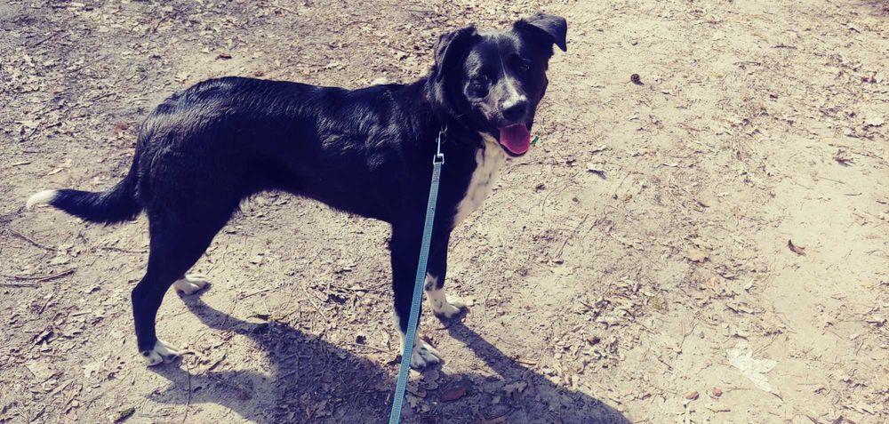 Cudowna sunia do adopcji