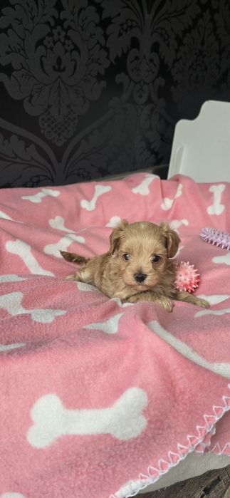 Maltipoo F1 Szczeniaczek Suczka