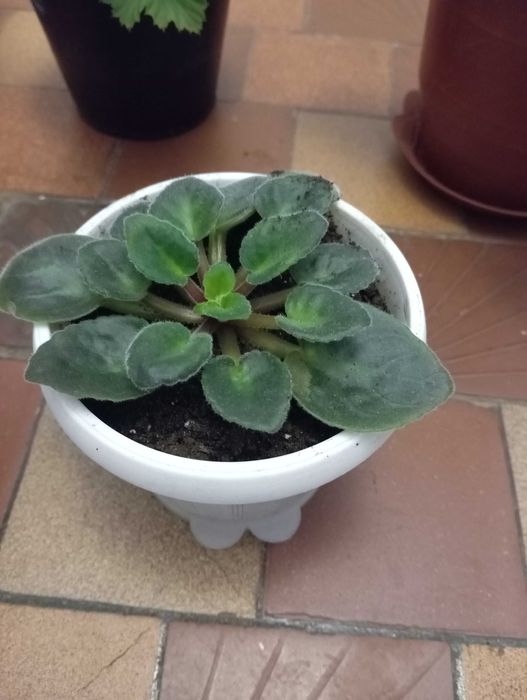 Цветы комнатные  недорого