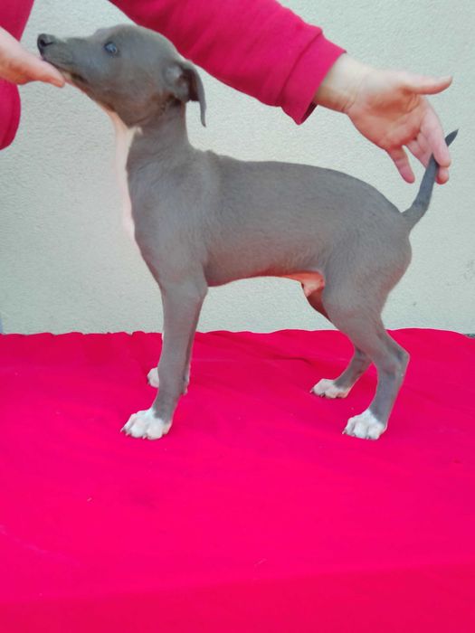 Chart Angielski Whippet Piesek