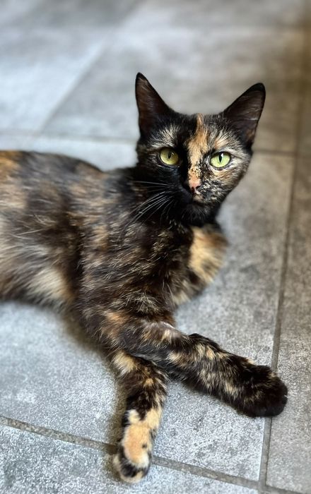 Przekochana Maciejka gorąco poleca się do adopcji:)