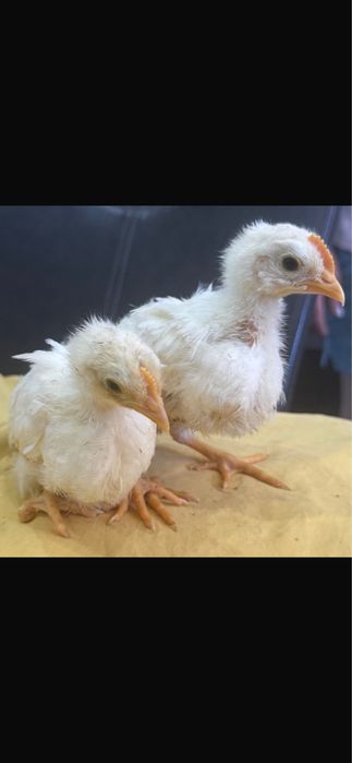 Leghorn White – 3 semanas