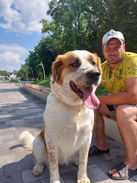 Отдам собачку в хорошие руки