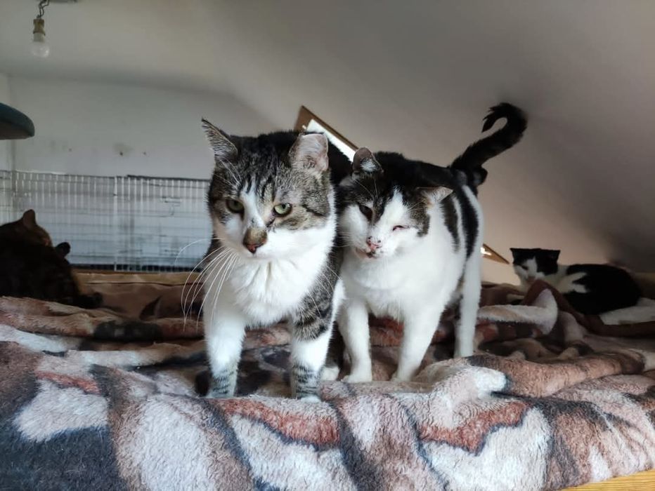 Elton i Rambo dwa słodziaki do adopcji.