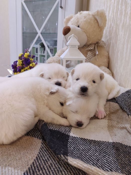 Самоед Вязка с самоедом