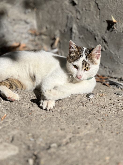Дівчинка Соня шукає дім