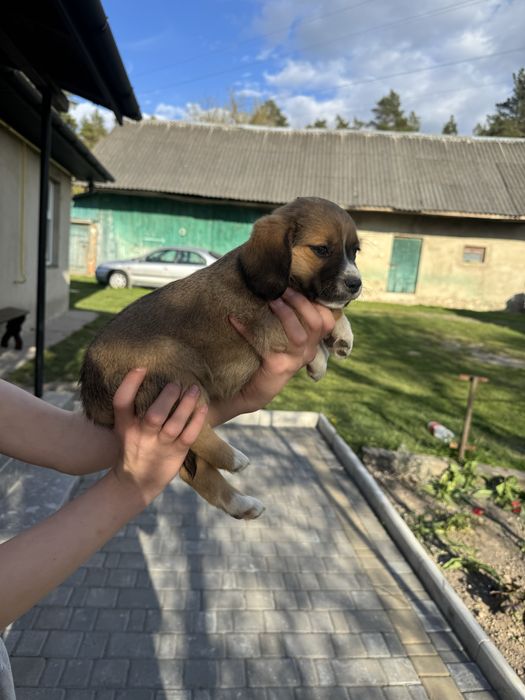 Продам цуценя на половину  бігль дівчинка