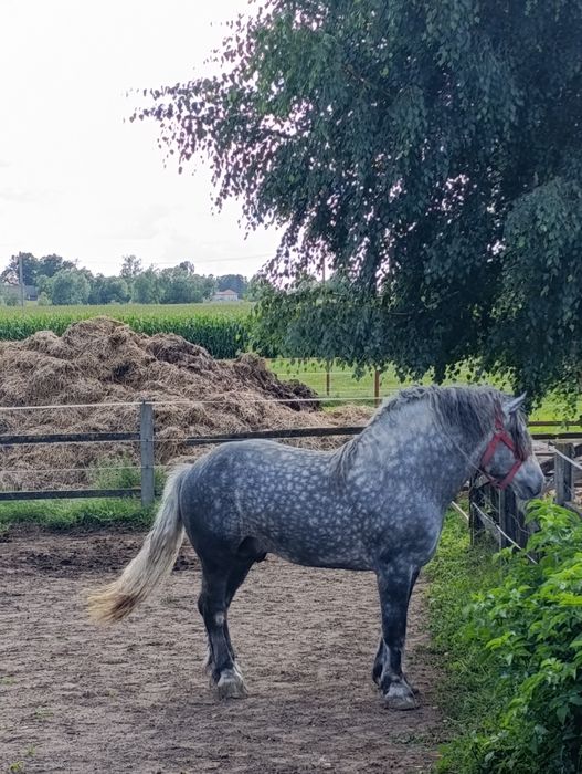 Klacz zimnokrwista Perszeron