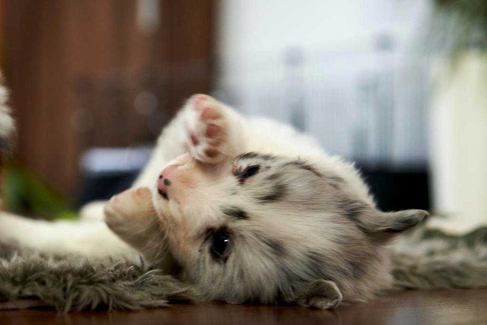 Wspaniały szczeniak Border Collie blue merle Charlie.
