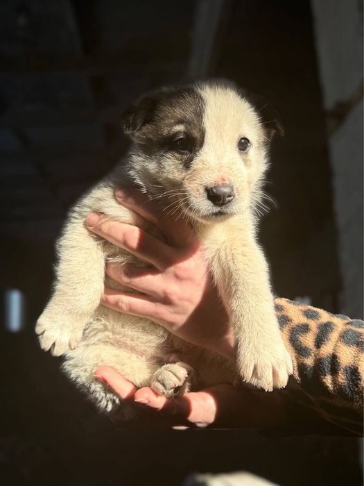 цуценята в добрі руки