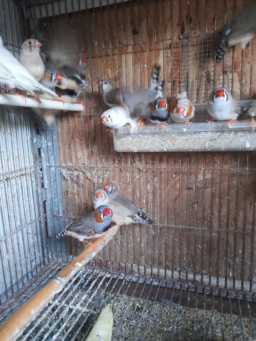 Mandarins gigantes