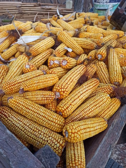 Продам  зерно кукурудзи качани