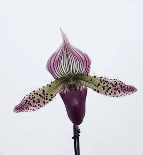 Orquidea Paphiopedilum