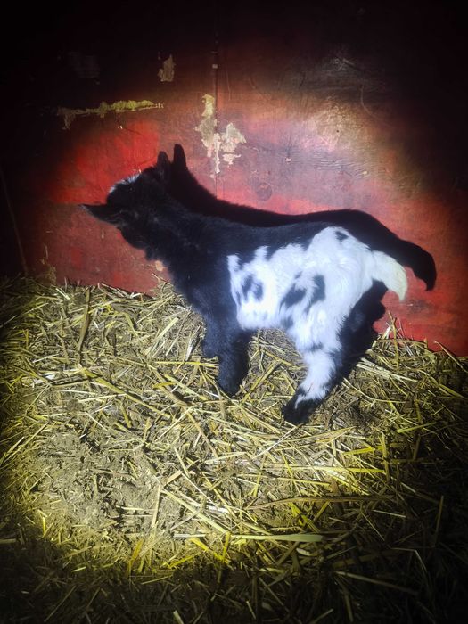 Cabras anãs,micro