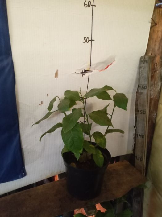 Лимон ,лимон , лимон