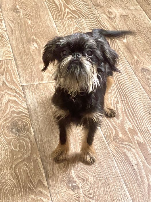 Гриффон бельгійський