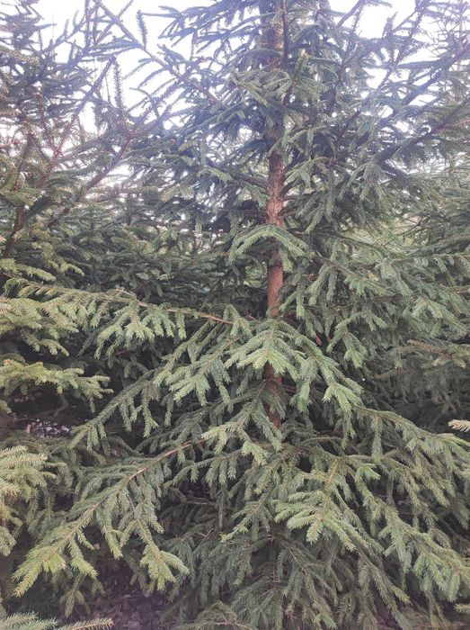 Drewno na opał świerk pospolity z plantacji