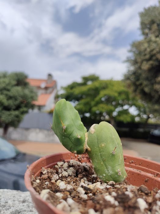 Cacto San Pedro, Bridgesi TBM / C