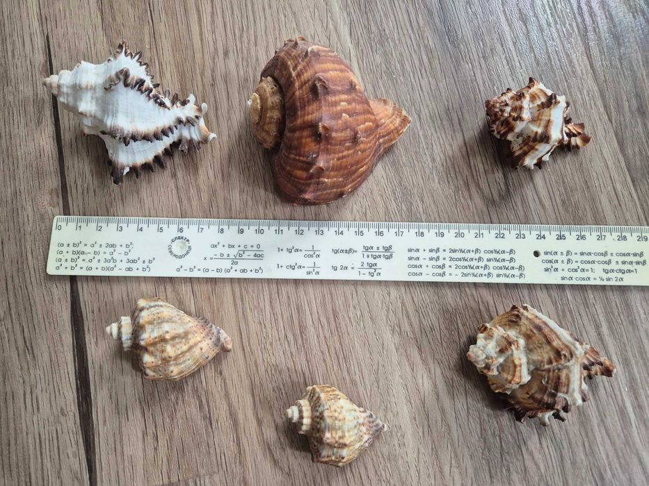 Nr27 Zestaw muszli - Murex, Rapana rapiformis +GRATIS