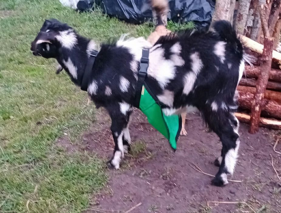 Фартух для козла, барана  2L