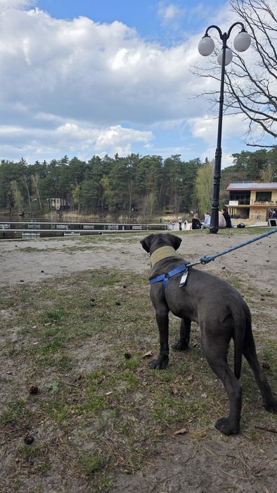 Cane Corso Italiano SUCZKA BŁĘKITNA (7 miesięczna)