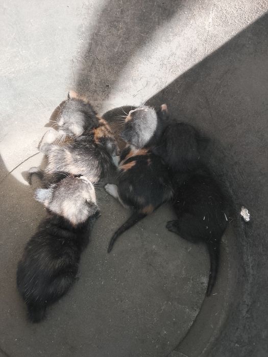 Gatos para dar estão em Viana do castelo