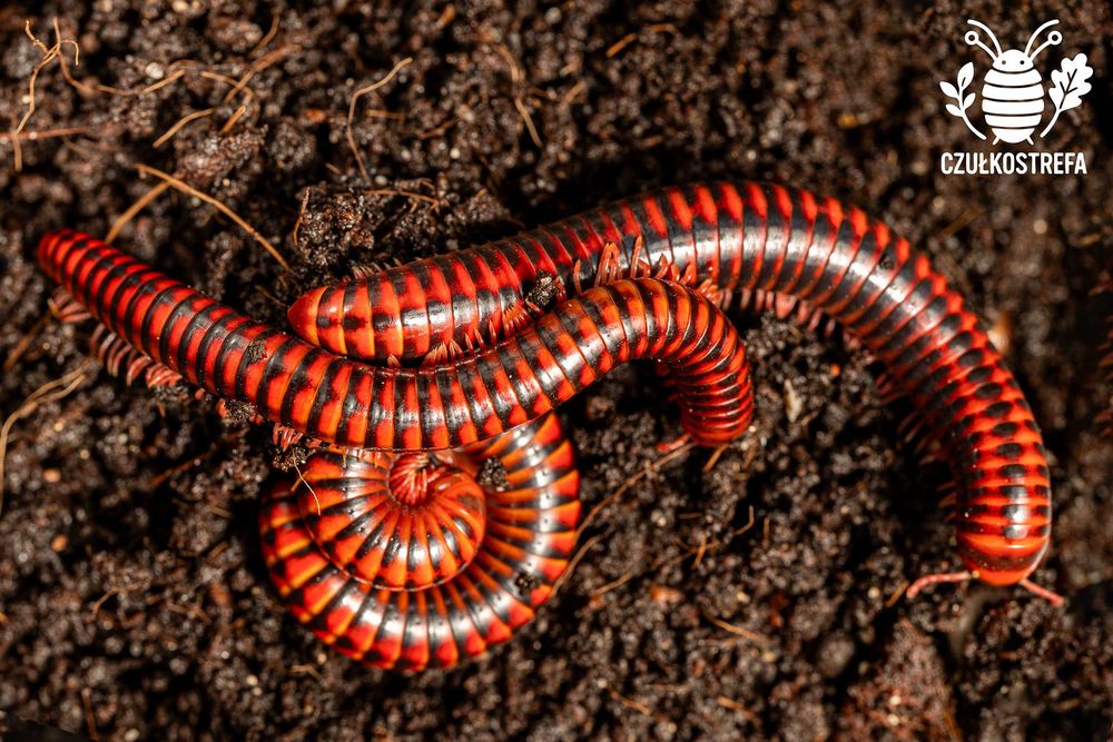 Wij Krocionóg Centrobolus Centrobolus fulgidus