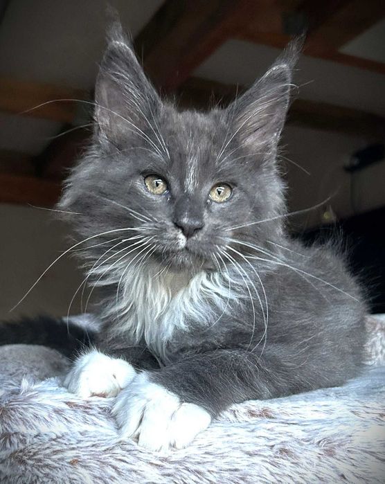 Maine coon kocurek niebieski z białym - FPL