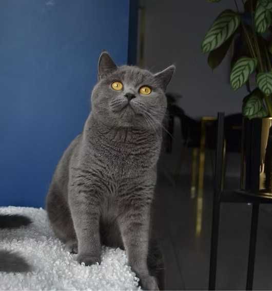 Koteczka szkocka dorosła